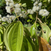 Miconia affinis - Photo (c) Paul Foster, some rights reserved (CC BY-NC), uploaded by Paul Foster