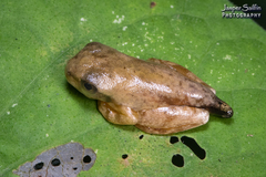 Dendropsophus microcephalus