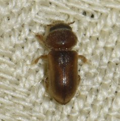 Tropicus pusillus