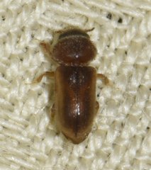 Tropicus pusillus