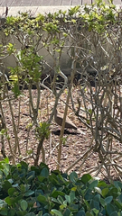 Streptopelia decaocto