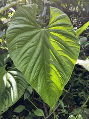Anthurium formosum