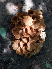 Desarmillaria caespitosa image