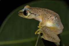 Heterixalus punctatus