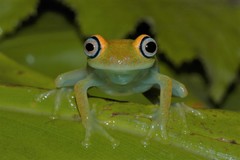 Boophis viridis