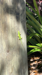 Anolis carolinensis