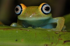 Boophis viridis
