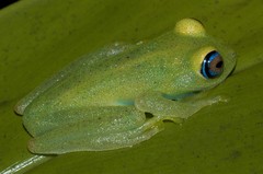 Boophis viridis