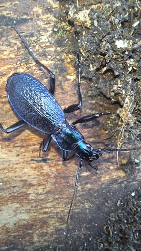 Carabus intricatus