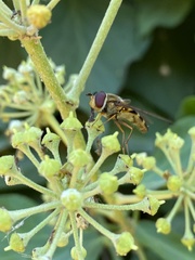 Syrphus reedi