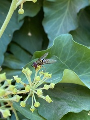 Syrphus reedi