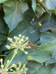 Syrphus reedi