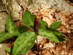 Trillium maculatum