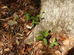 Trillium maculatum