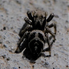 Habronattus klauseri
