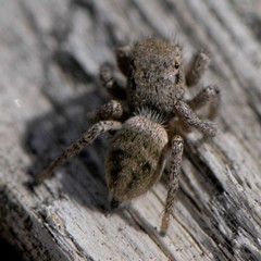 Habronattus coecatus