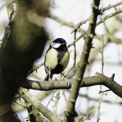 Parus major