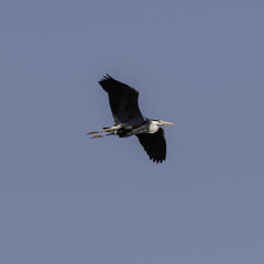 Ardea cinerea