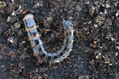 Stenagostus rhombeus