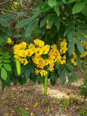 Senna racemosa