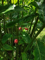 Etlingera elatior