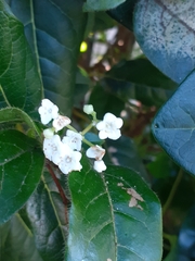 Viburnum