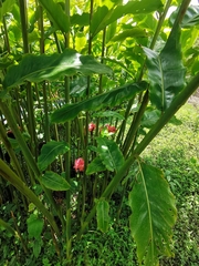Etlingera elatior