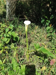 Zantedeschia aethiopica image