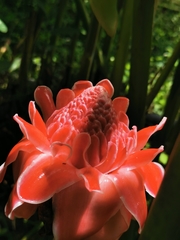 Etlingera elatior