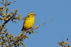 Crithagra flaviventris