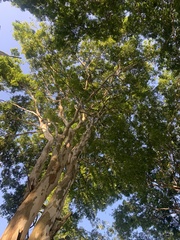 Libidibia ferrea leiostachya