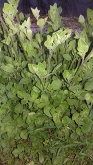 Salpichroa origanifolia