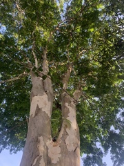 Libidibia ferrea leiostachya