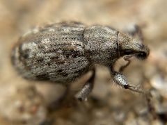 Trigonoscuta morroensis