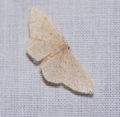 Idaea probleta