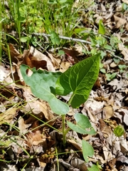 Piperales