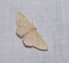 Idaea probleta