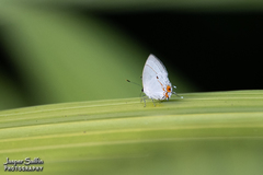 Iaspis andersoni