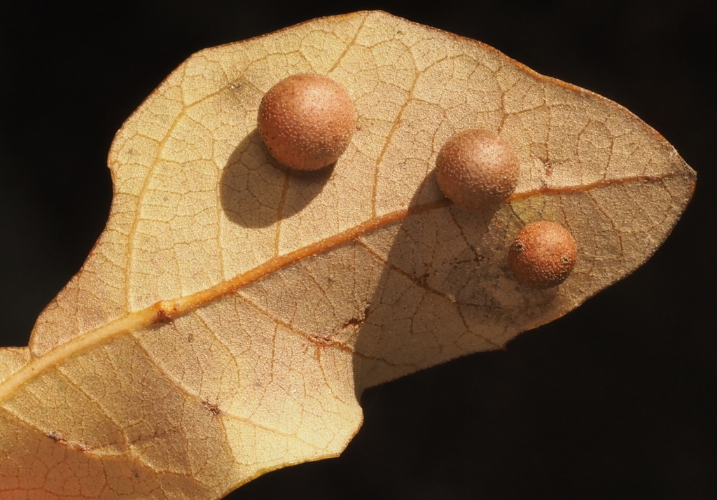 Belonocnema kinseyi