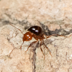 Crematogaster ashmeadi