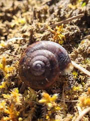 Monadenia infumata