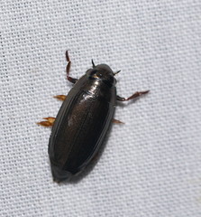 Macrogyrus