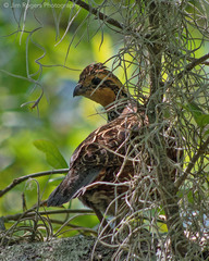 Colinus virginianus floridanus