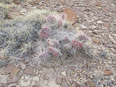 Opuntia polyacantha polyacantha