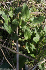 Rumex patientia