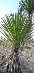 Yucca periculosa