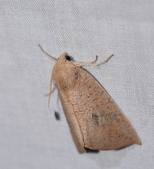 Mnesampela heliochrysa