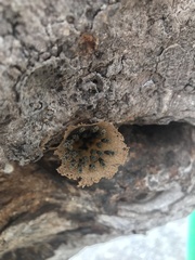 Nannotrigona perilampoides