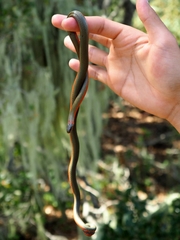 Diadophis punctatus vandenburgii