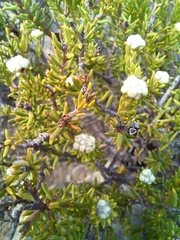 Phylica rogersii